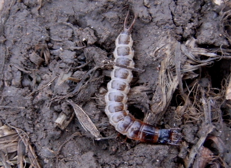 Larva di Carabidae